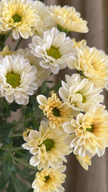 Летние букеты. Какие цветы дарят летом?